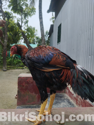 আসিল ফাইটার